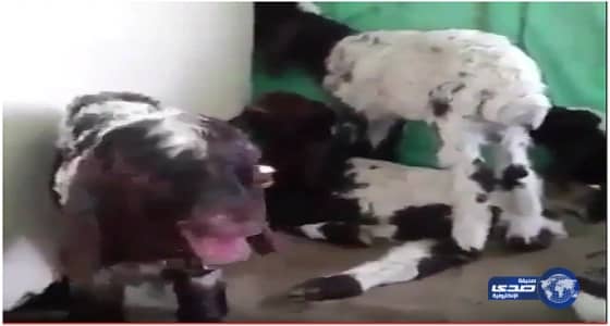 بالفيديو.. إنسانية راعي أغنام تدفعه لإدخال صغار الغنم خيمته من شدة الحر