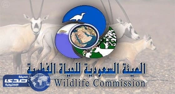 مصادرة 360 حيوانًا مهددًا بالانقراض بينها 15 قردًا خضغت للاتجار غير القانوني