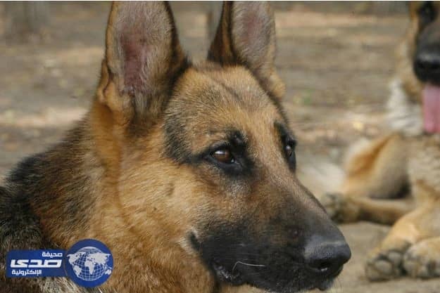 كلب يعض صاحبته حتى الموت