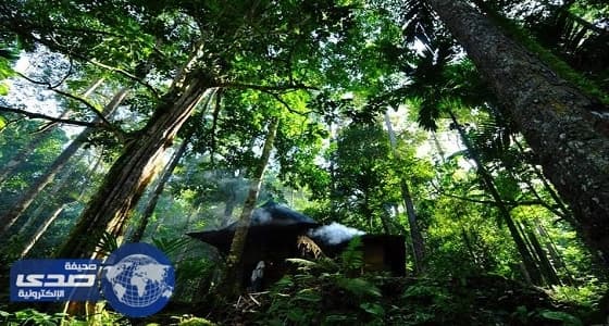 الجابون توقع اتفاقًا مع مانحين لحماية الغابات بحوض الكونجو