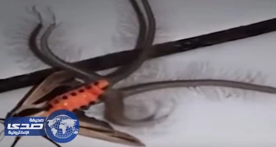 بالفيديو.. مخلوق عجيب يثير الفزع في أستراليا