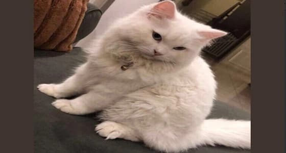 شاهد.. 10 آلاف ريال لمن يدلي بمعلومة عن قطة بيت مفقودة بالرياض