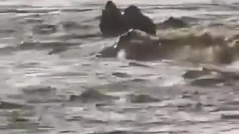 إبل عالقة في سيول محافظة الجموم ..فيديو