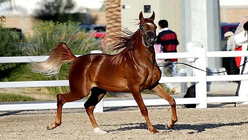 نصف مليون ريال غرامة إستيراد وتصدير الخيل دون إذن