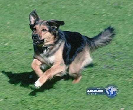 فتاة سعودية تقتل خنقاً كلب حراسة هاجمها شمال الطائف