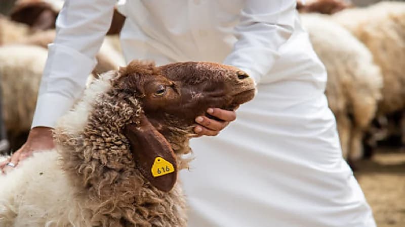 تجار يبيعون الأضاحي "بالتقسيط" بعد ارتفاع الأسعار