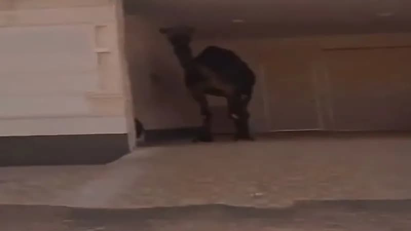 شاهد: ناقة تختبئ في الظل بسبب شدة الحرارة