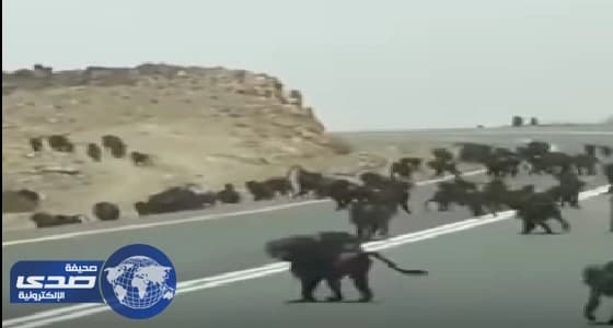 بالفيديو.. عدد كبير من القرود تقطع طريقًا في عسير