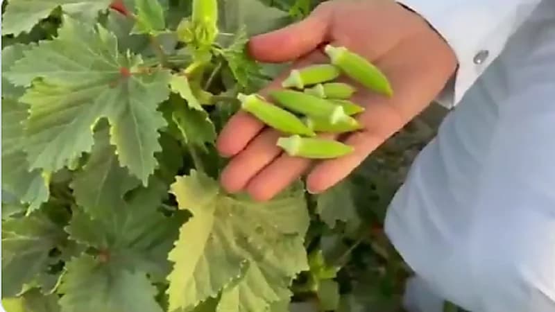 بالفيديو.. مزارع يفتح أبواب مزرعته للزوار للمشاركة في قطف البامية الحساوية