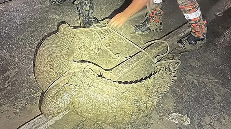 العثور على تمساح ضخم في قبو منزل
