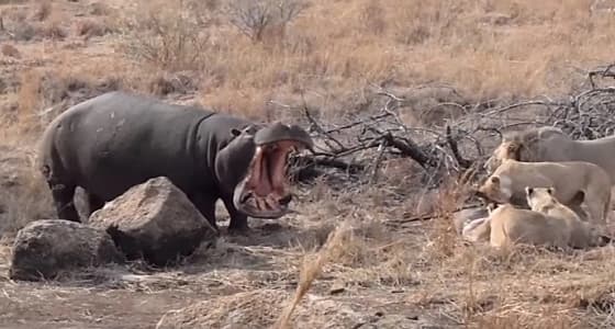 بالفيديو.. مشهد غريب لفرس نهر يلتهم وجبة أسود