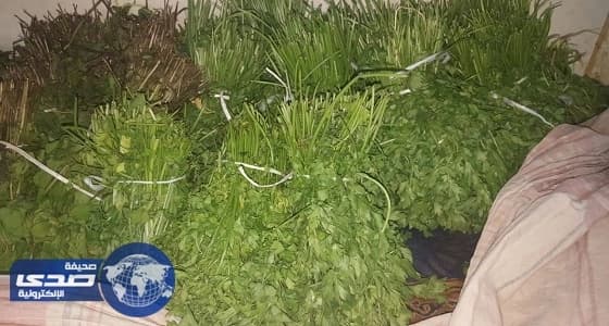 بالصور.. أمانة الشمالية تضبط أعشاب وخضروات ملوثة بالمبيدات