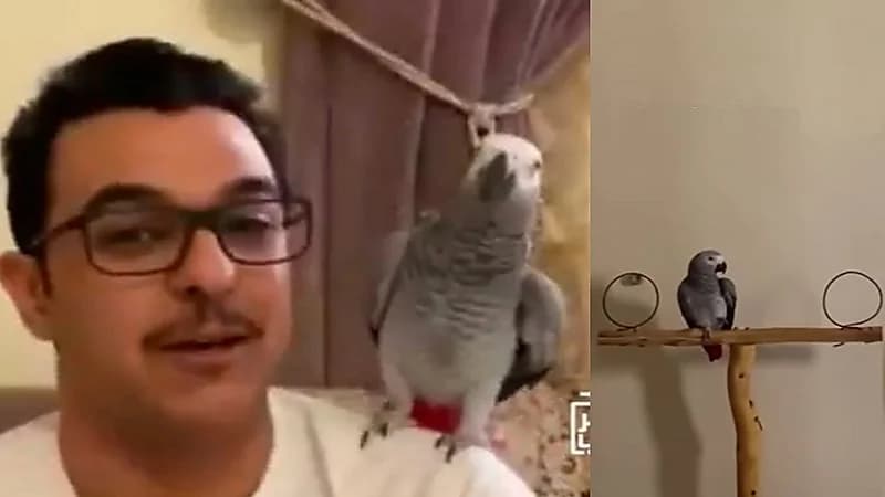 شاهد.. ببغاء يقلد صوت صاحبه ويقيم الصلاة