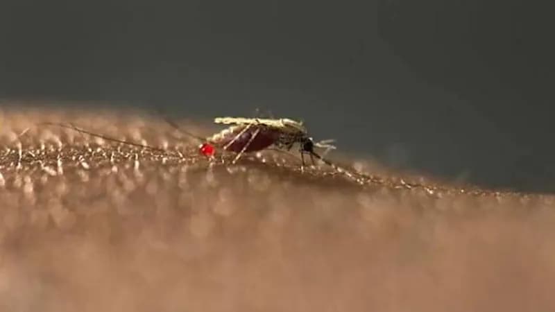 وفاة شخص بأمريكا بعد لسعة بعوضة أصابته بمرض نادر