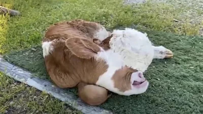 بقرة مشوهة بدون عيون تثير الجدل