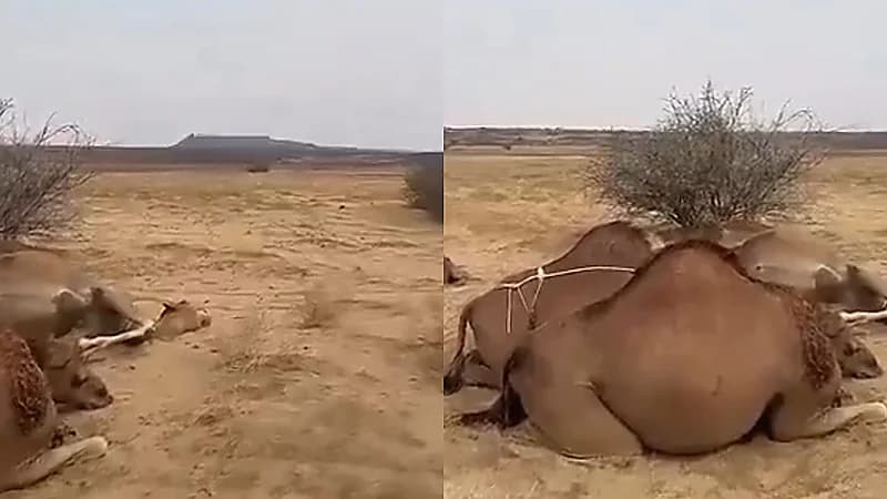 البرق يتسبب في نفوق عدد من الإبل جنوب القوز بالقنفذة.. فيديو