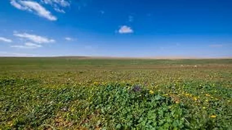 ضبط مواطن ارتكب مخالفة رعي في محمية الإمام تركي بن عبدالله الملكية