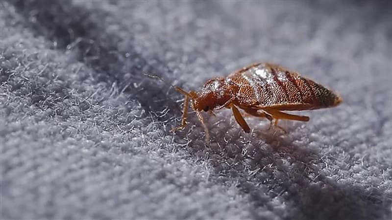 كابوس بق الفراش يتفشى في دولة أخرى بعد غزوه لفرنسا