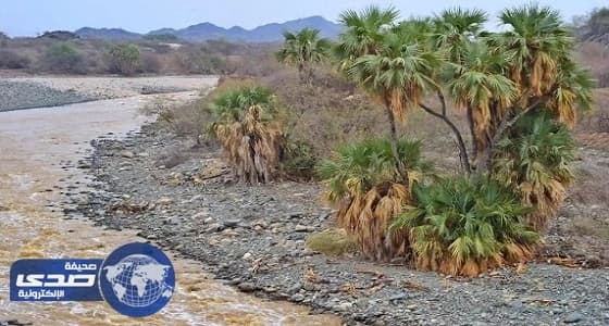 بالصور.. الأمطار تجذب السائحين للتنزه بأودية جازان