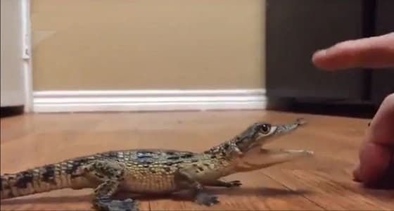 شاهد واستمع لأول مرة.. صوت صغير التمساح