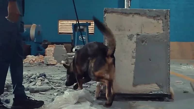 إحباط محاولة تهريب أكثر من 1,2 حبة كبتاجون في منفذ حالة عمّار .. فيديو