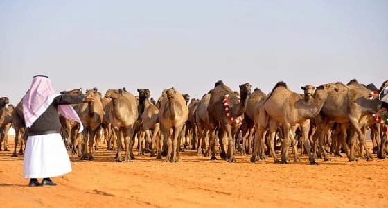 جائزة الملك عبدالعزيز لمزايين الإبل تعلن الفائزين في فئة " الجْمل 50 وضح "