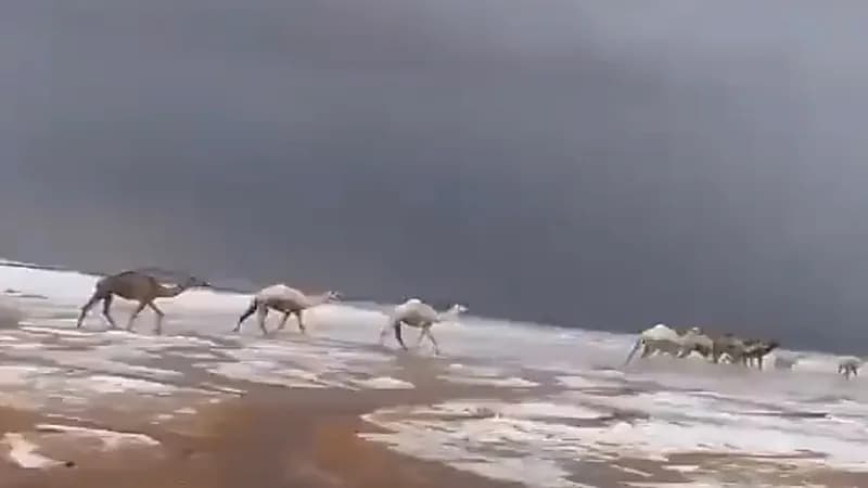 مشهد مذهل للإبل بين الضباب والثلوج في تبوك