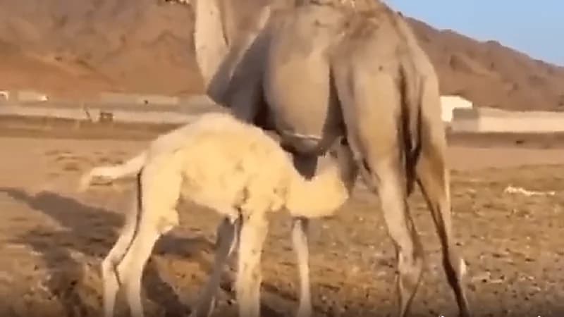 مواطنون ينقذون حاشي عالق في حفرة بأحد الطرقات السريعة .. فيديو