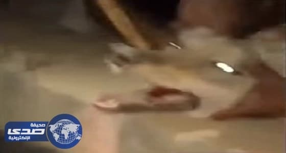 بعد نفوق أسماك بشاطىء الليث.. البيئة تكلف فريق عمل للوقوف على الأسباب