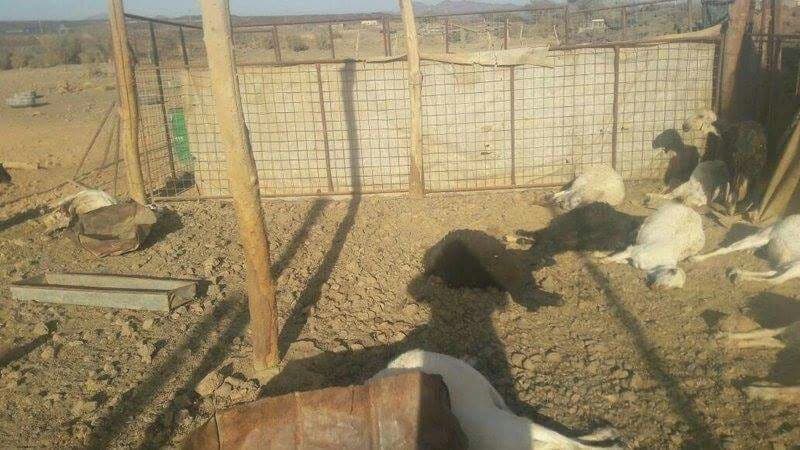 مرض غامض يقضي على 62 رأسًا من الأغنام بأملج