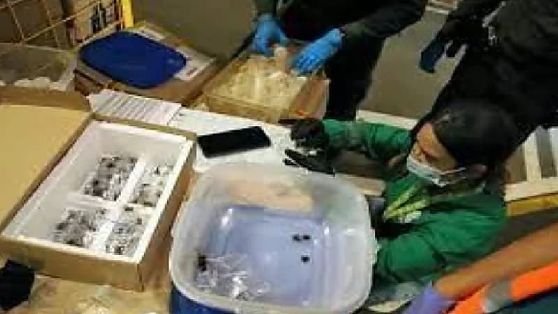 ضبط ١٤٠ عنكبوتاً مهربة إلى المكسيك