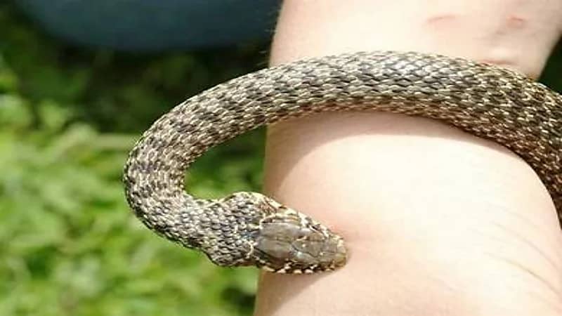 شاهد.. ثعبان سام يلدغ شاب أثناء اللهو معه وسط الشارع