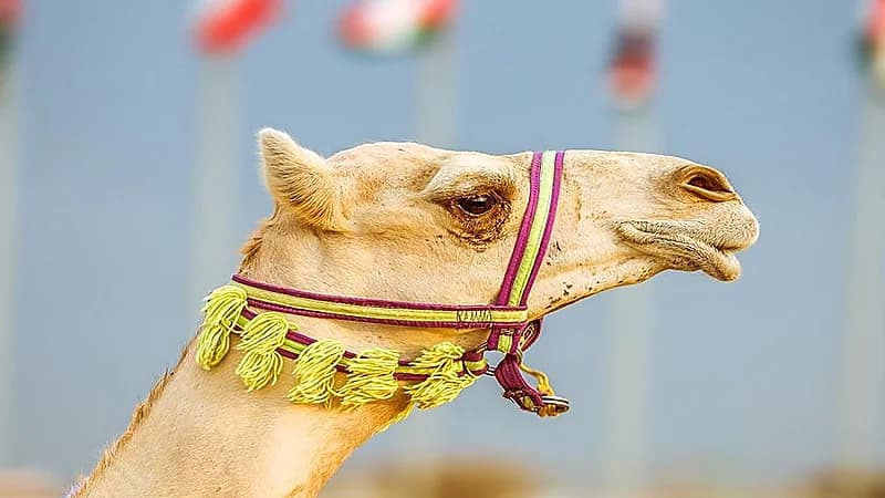 بالفيديو .. متحدث مهرجان ولي العهد للهجن: قيم المطايا أصبحت مليونية