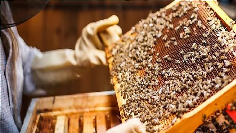 مربية النحل: تربية النحل مهنة أساسية ودخلها قد يصل إلى 50 ألف ريال