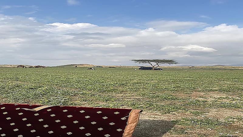 شاهد .. الخضرة تكسو جنوب مكة ويقصده السياح والمتنزهين