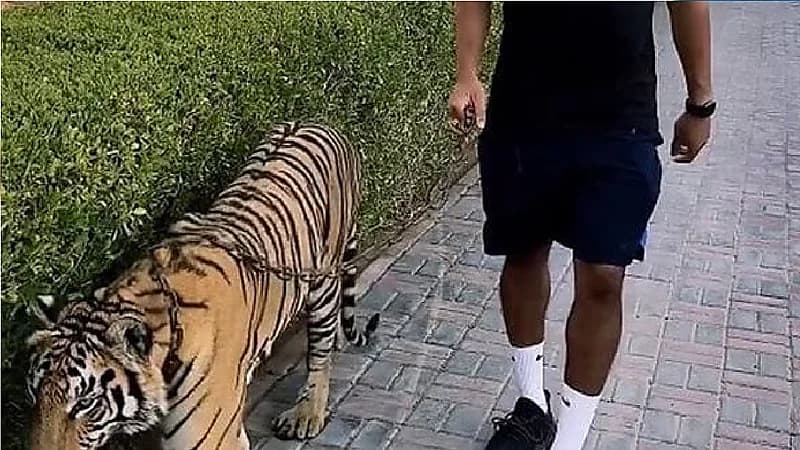 لاعب كرة يغضب جمهوره بفيديو مع نمر