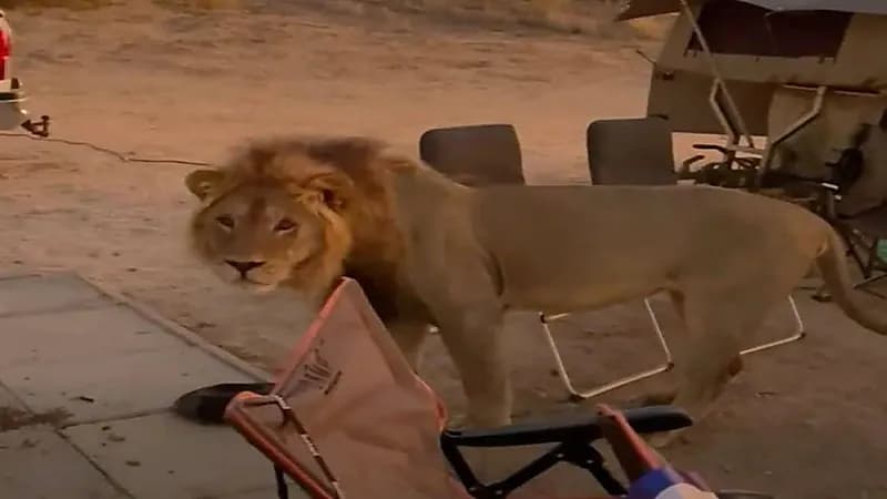 أسد يفاجئ سياح أثناء تخييمهم في محمية طبيعية ..فيديو