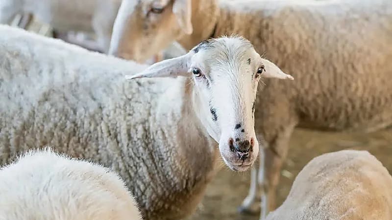 إتاحة الحجز الإلكتروني لمواعيد ذبح الأضاحي عبر نما