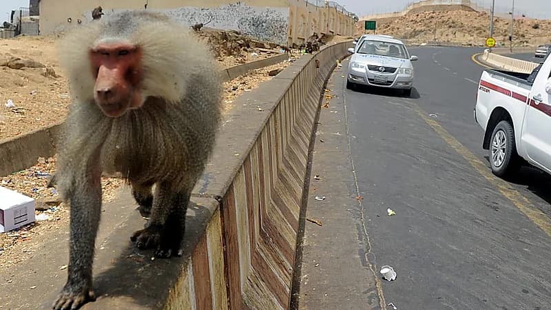 الحياة الفطرية: 500 ريال غرامة على من يطعم قرود البابون .. فيديو