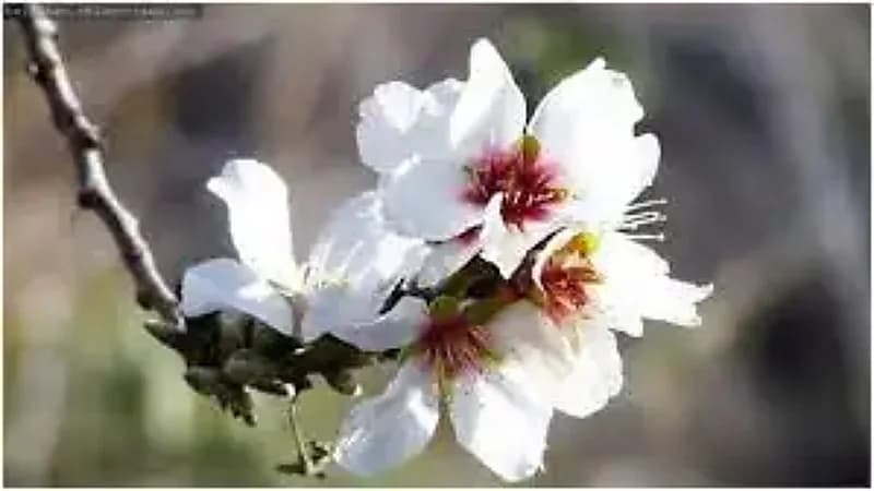 6 فوائد صحية لتناول زهر اللوز