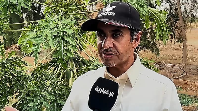 مزارع ينجح في زراعة شجر البابايا الاستوائي في رفحاء .. فيديو