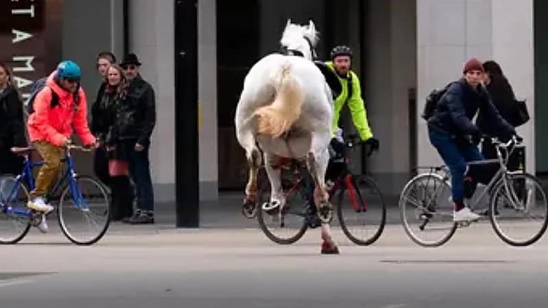 خيول هاربة من معسكر للجيش تتسبب في إصابات بلندن..فيديو