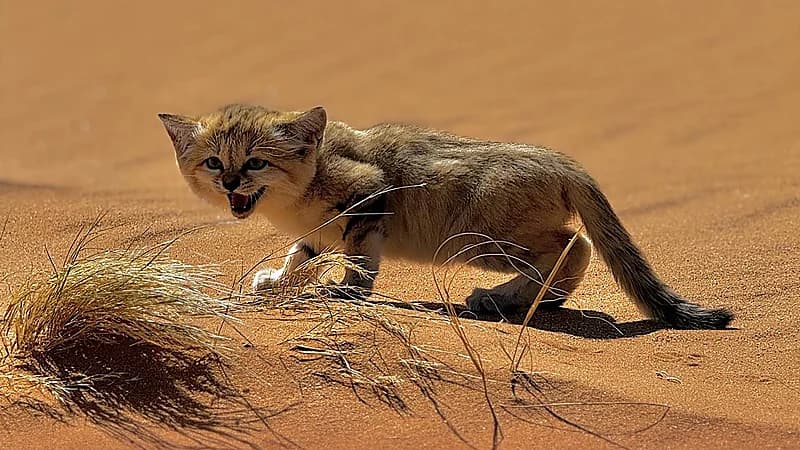 المركز الوطني يعلن رصده القط الرملي بمحمية نفود العريق