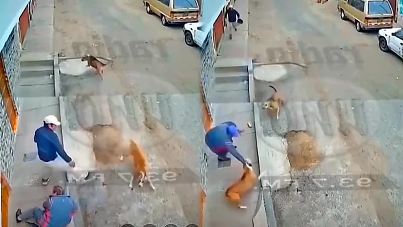 شجاعة رجل تصدى لهجوم كلاب مسعورة لإنفاذ آخر .. فيديو