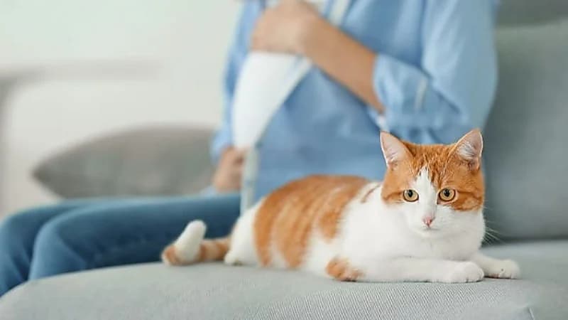 محمد بن عبدالله: لازم الشركات تتجه لفكرة تبني قط لمصلحة الموظف ..فيديو