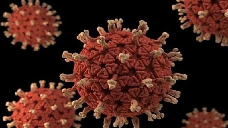 اكتشاف فيروس كورونا جديد في خفافيش البرازيل