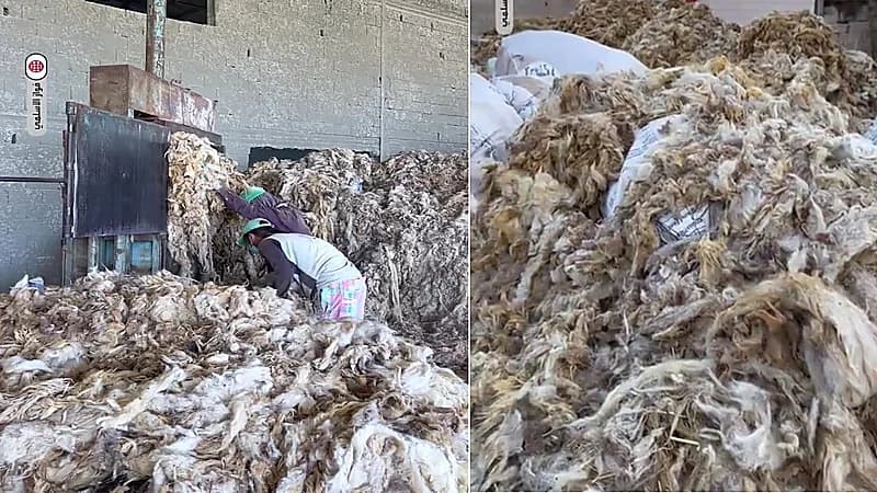 120 مليون ريال قيمة سوقية لصوف الأغنام المُجمع في حفر الباطن