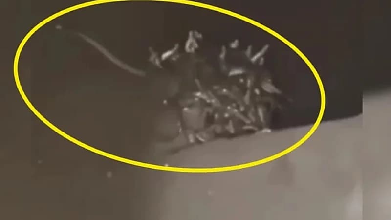 رجل يعثر على 72 ثعبانًا في خزان المرحاض