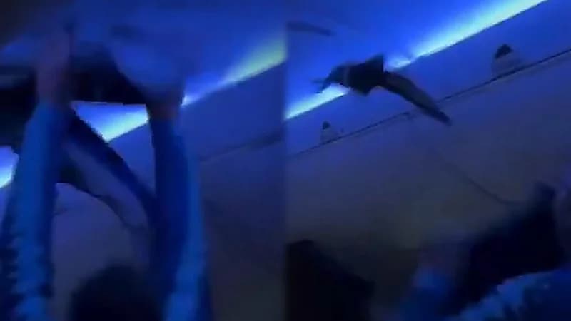 تأخر رحلة جوية لمدة ساعة بسبب حمامتين