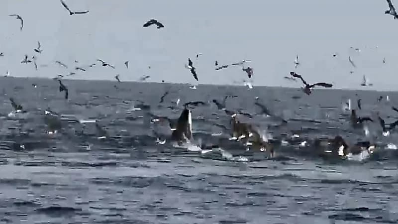 مشهد نادر لحوت بريدي يصطاد فرائسه شرق جزيرة دمسك .. فيديو